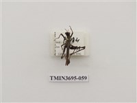 藏品(直翅目(3))的圖片